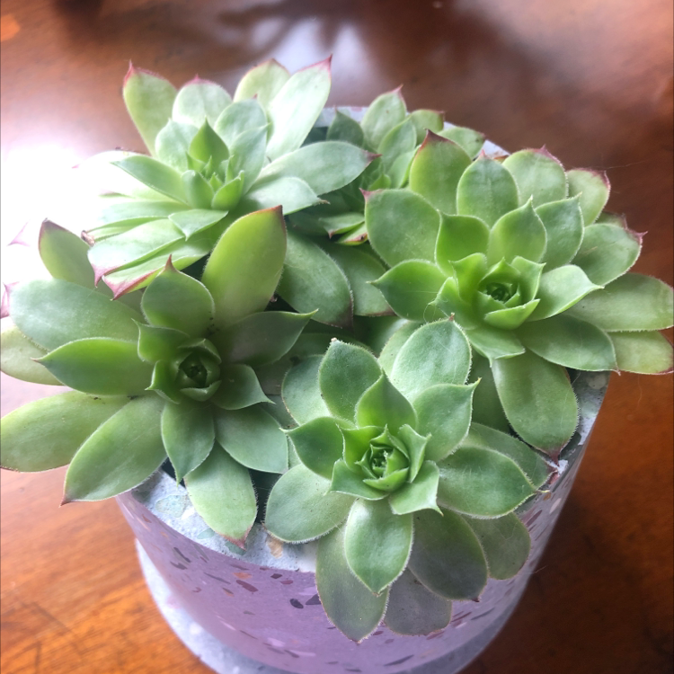 Assorted Hens and Chicks