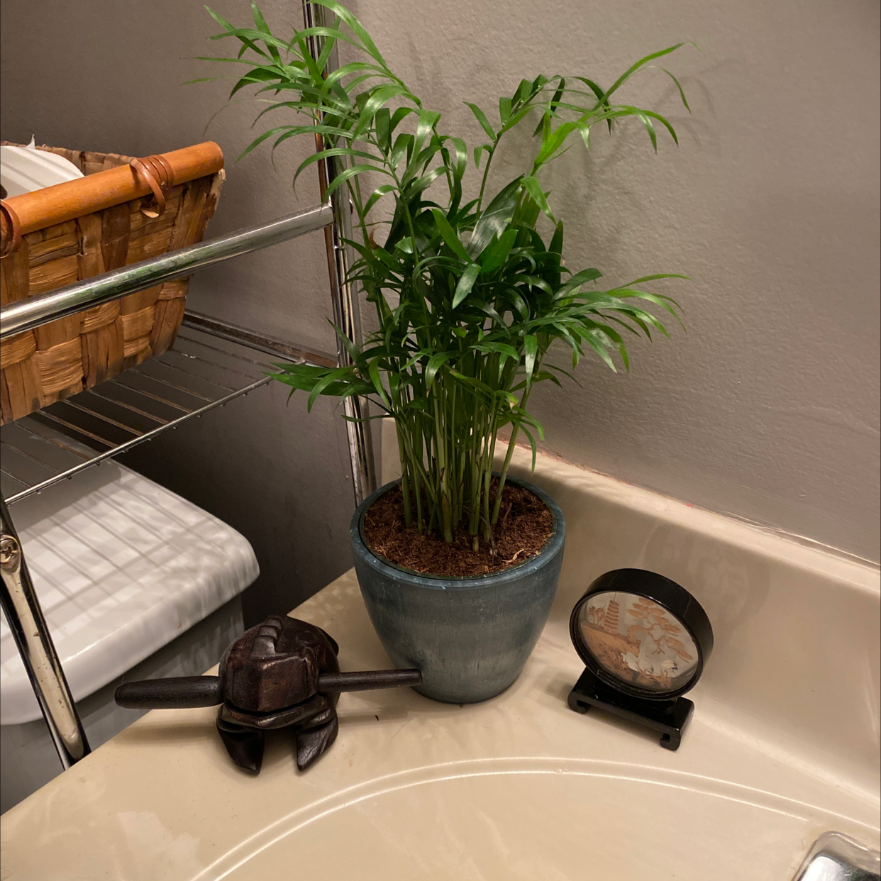 Parlour Palm