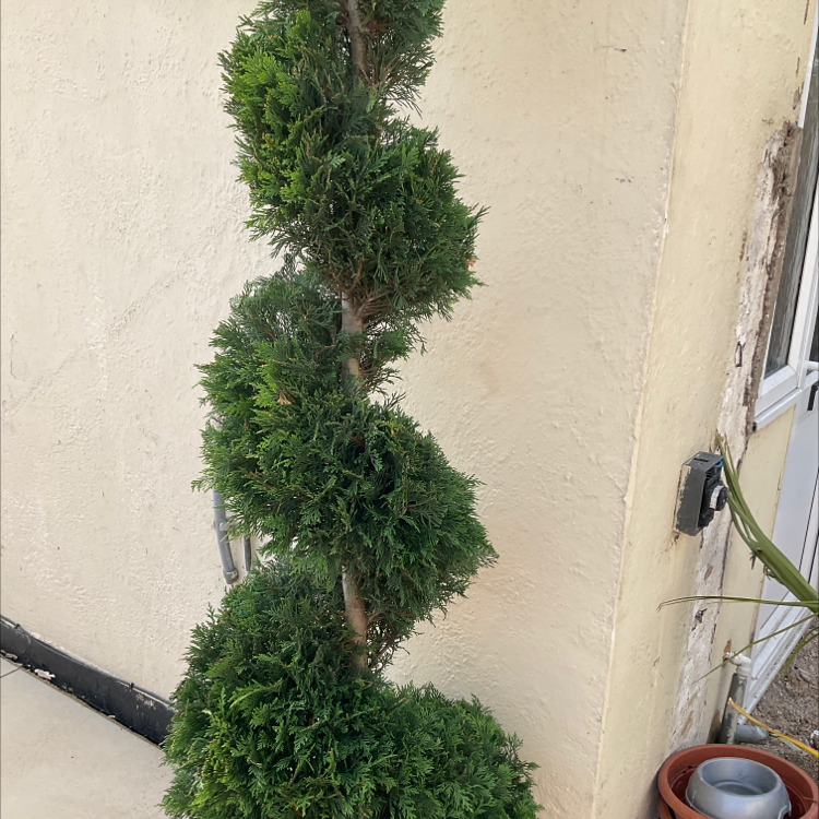 Emerald Green Arborvitae