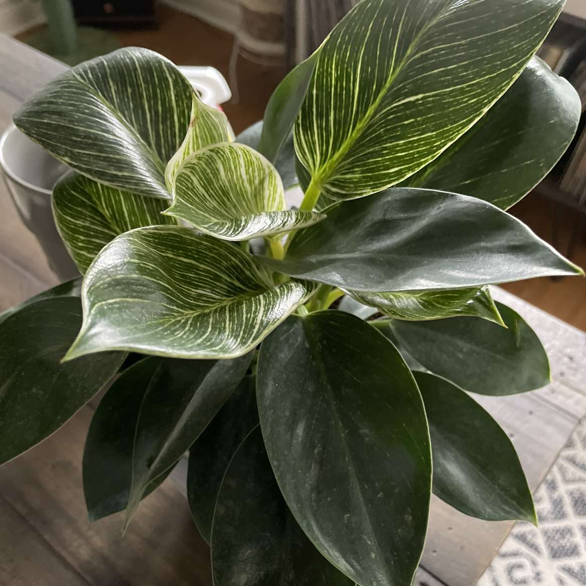 Canna Lily