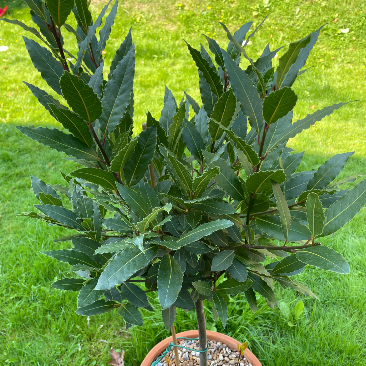 Bay Laurel