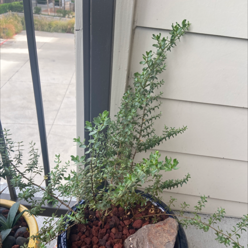 Creosote Bush