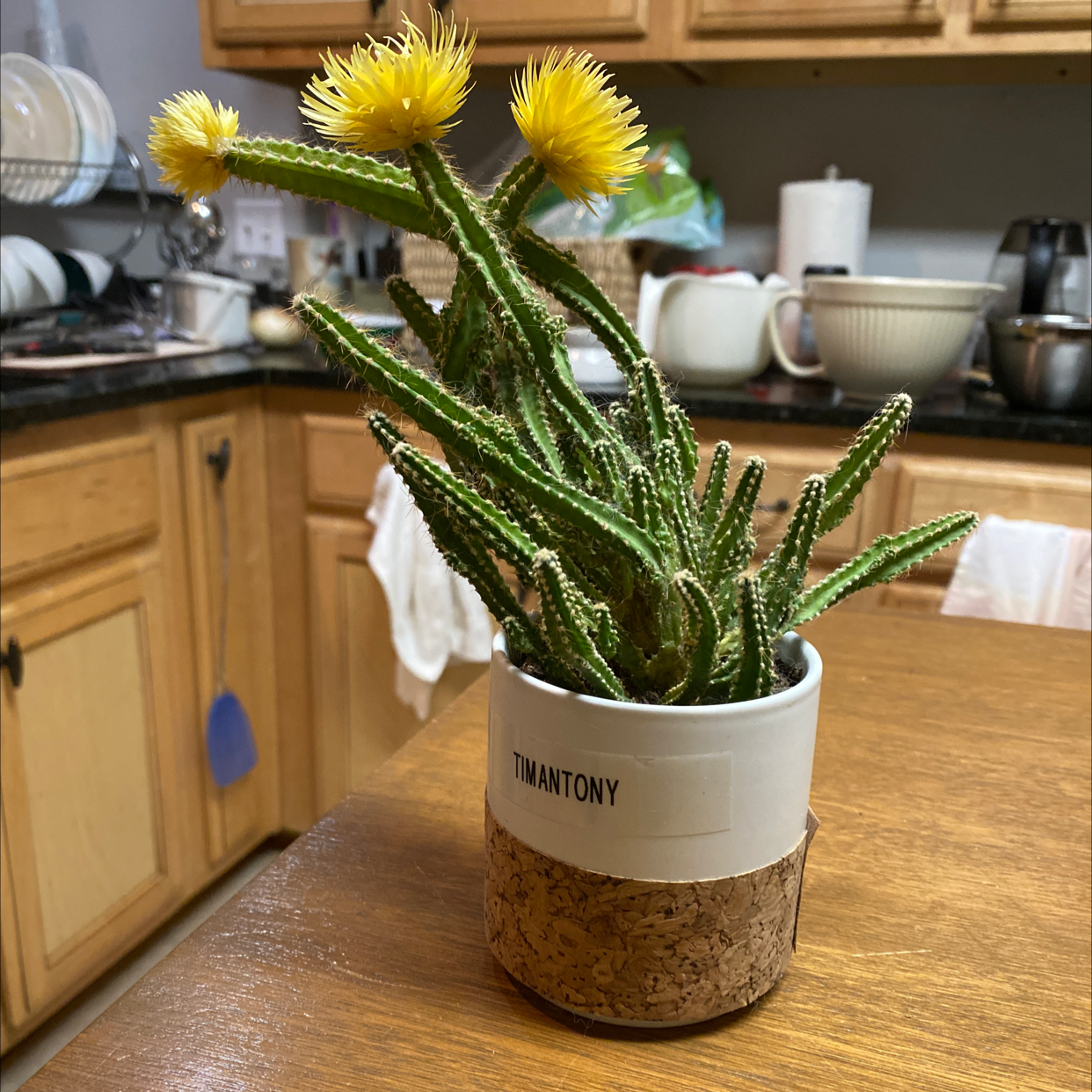 Fairy Castle Cactus