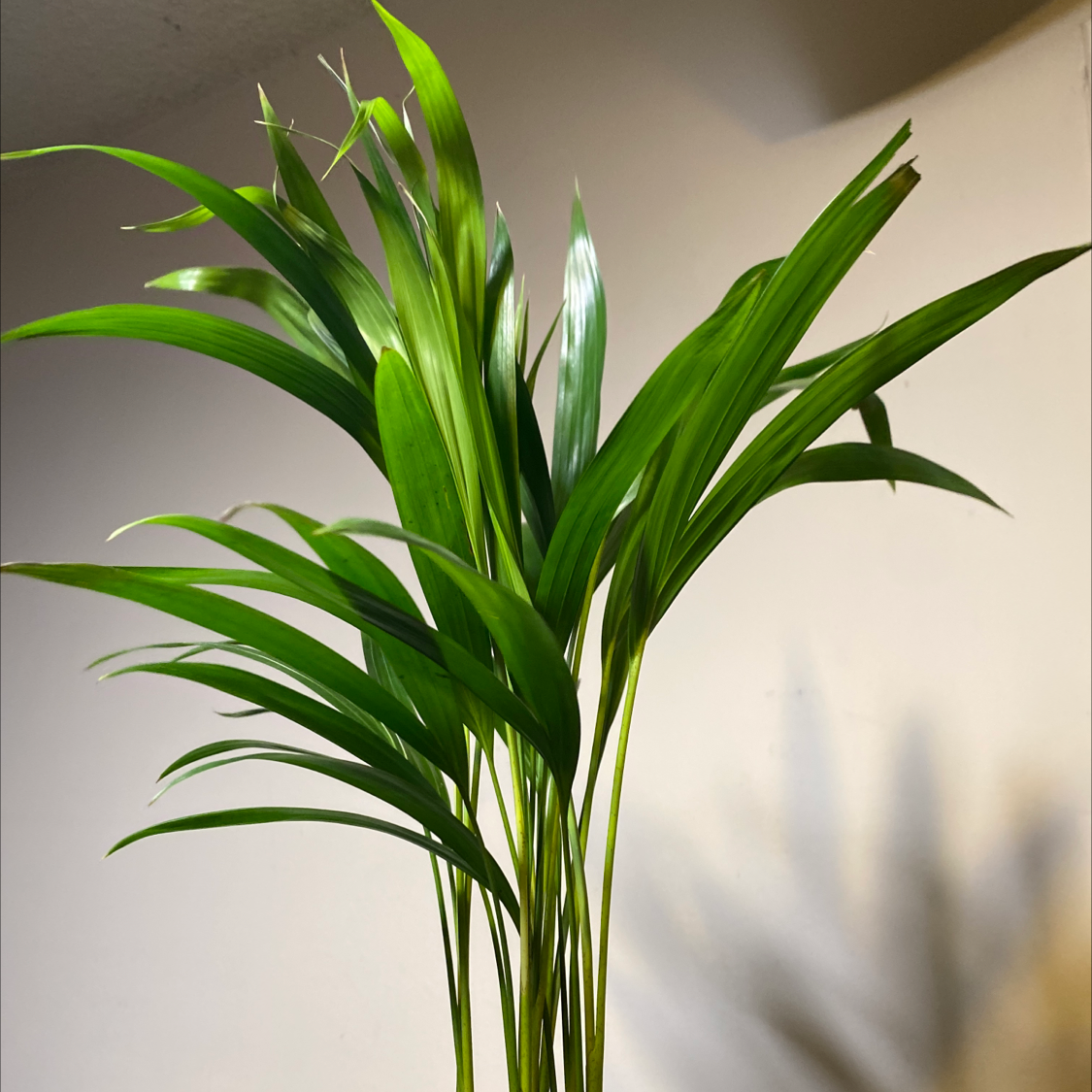 Kentia Palm