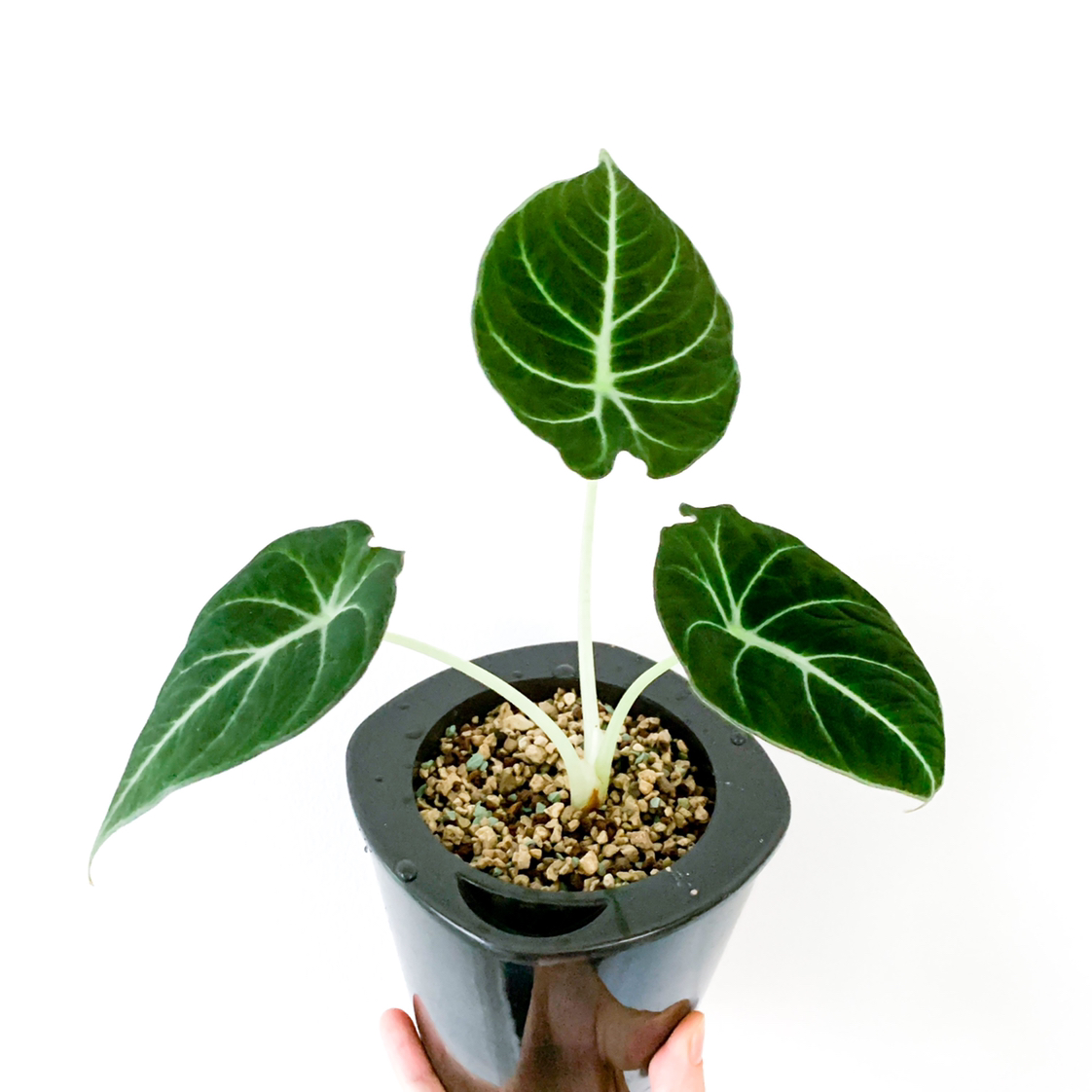 Black Velvet Alocasia