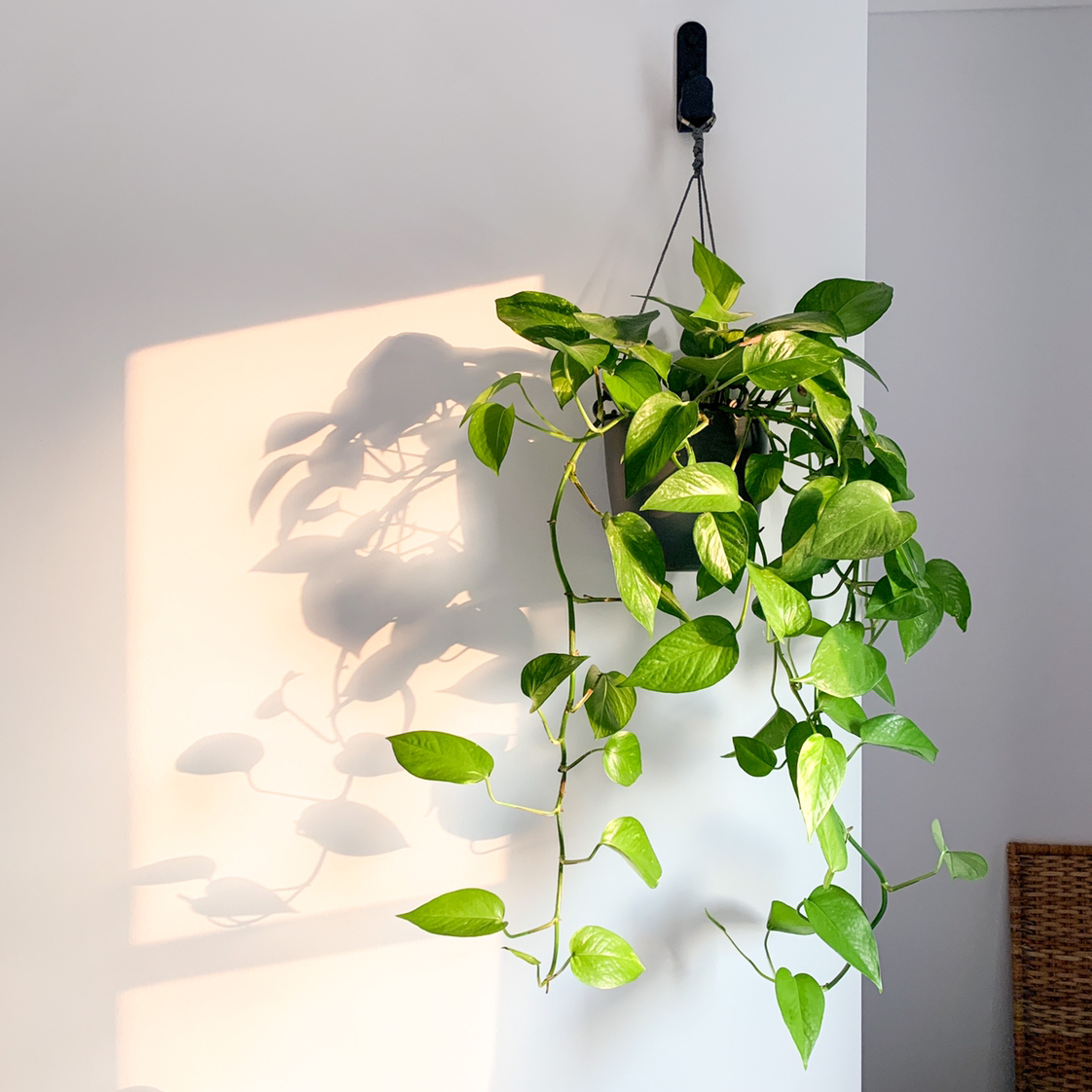 Golden Pothos