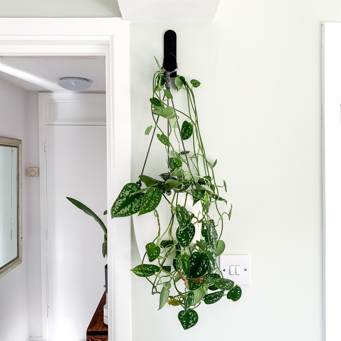 Satin Pothos