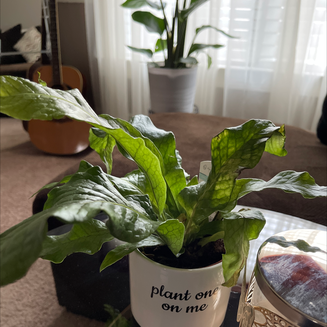 Crocodile Fern