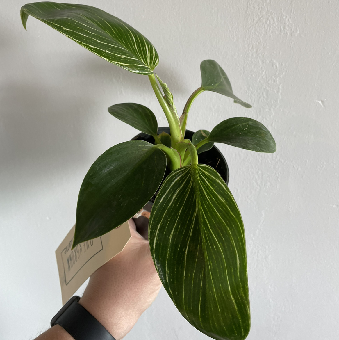 Philodendron Birkin