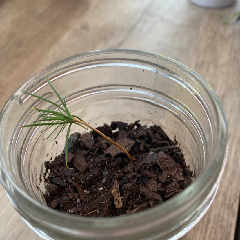 Eastern White Pine