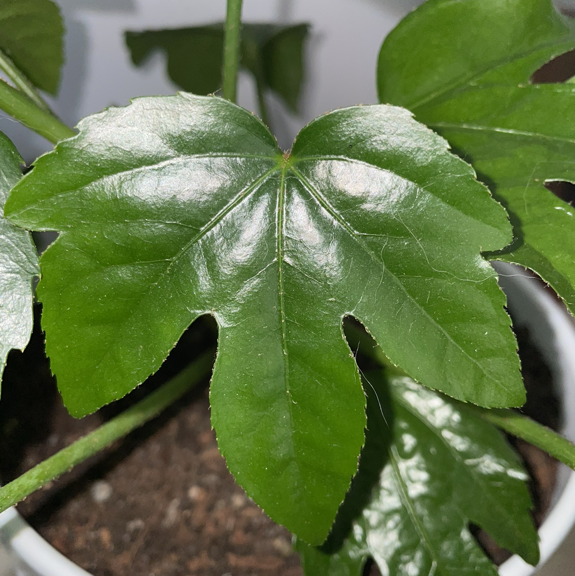 Fatsia Plant