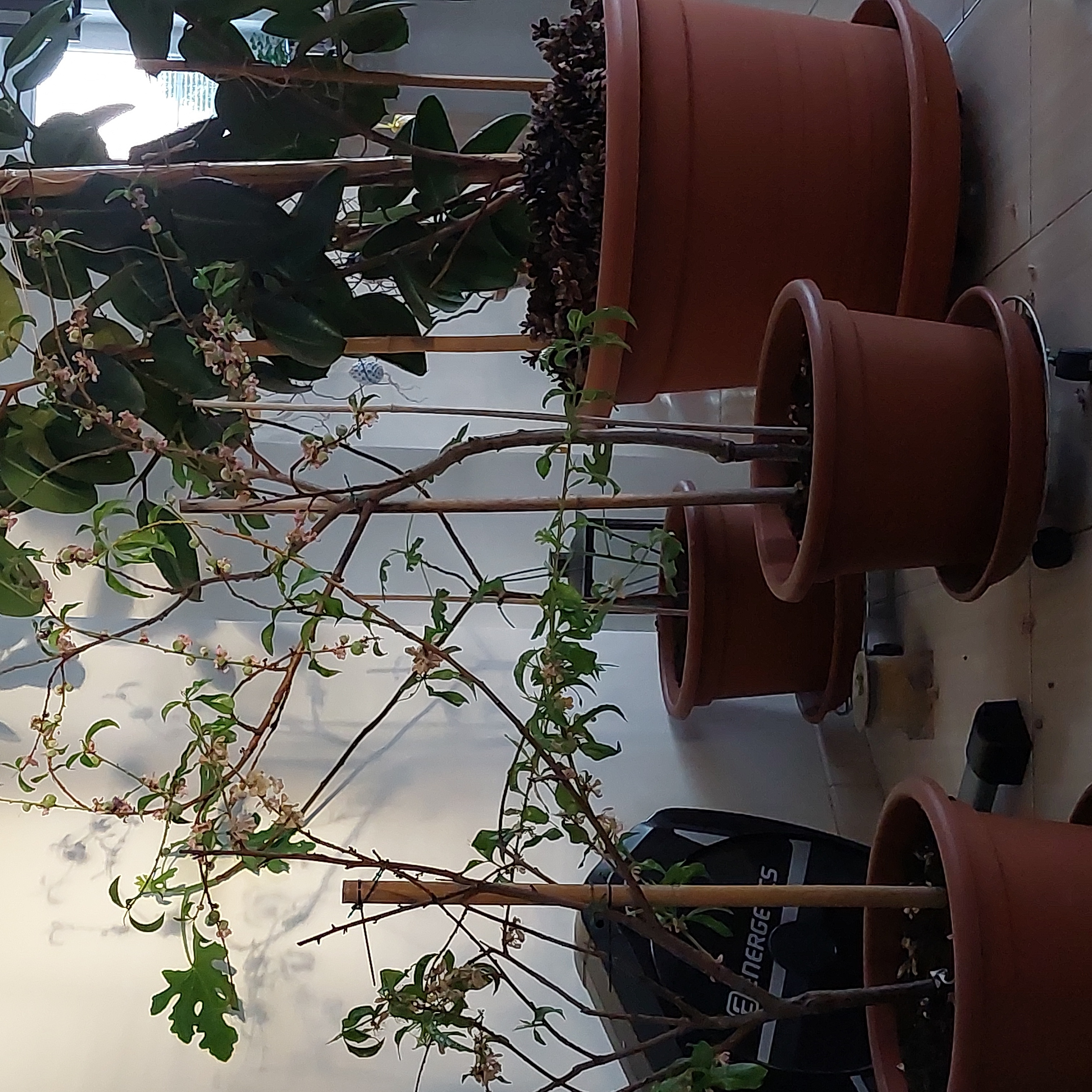 Peach Tree