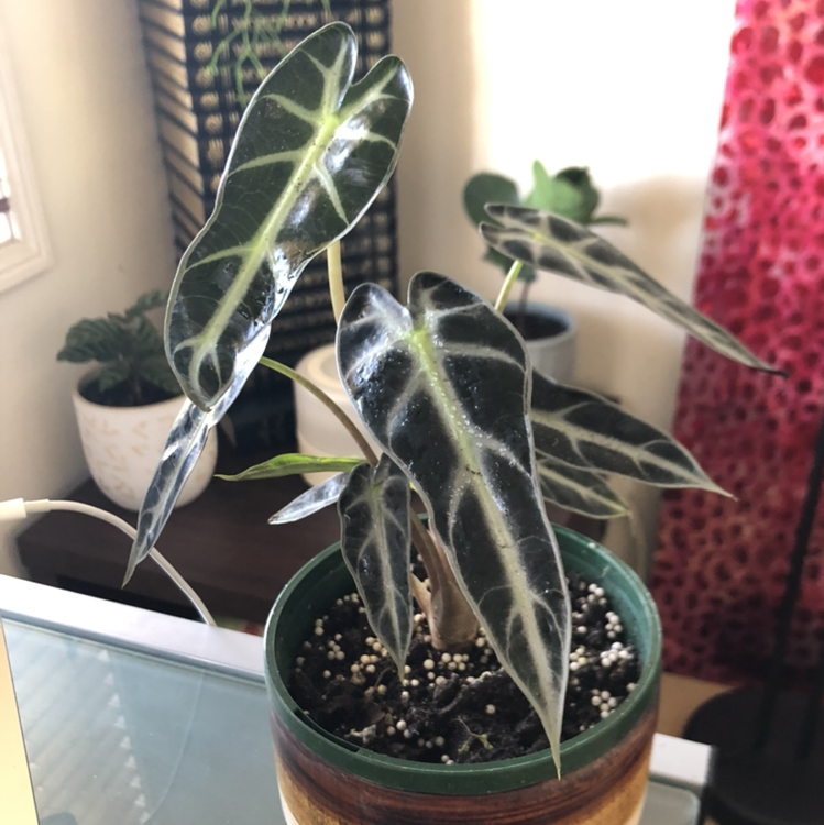 Assorted Alocasia