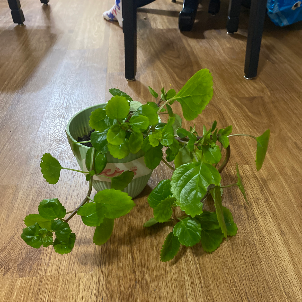 Swedish Ivy