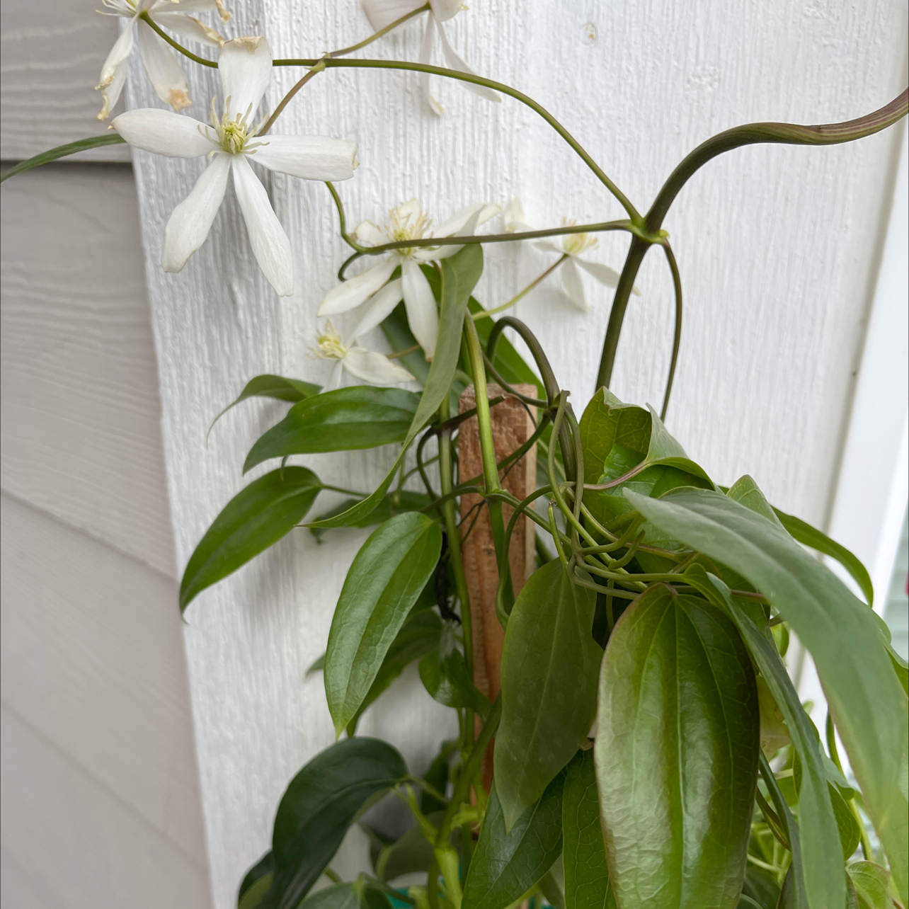 Evergreen clematis