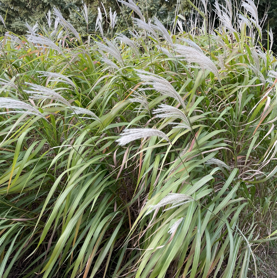 Pampas Grass