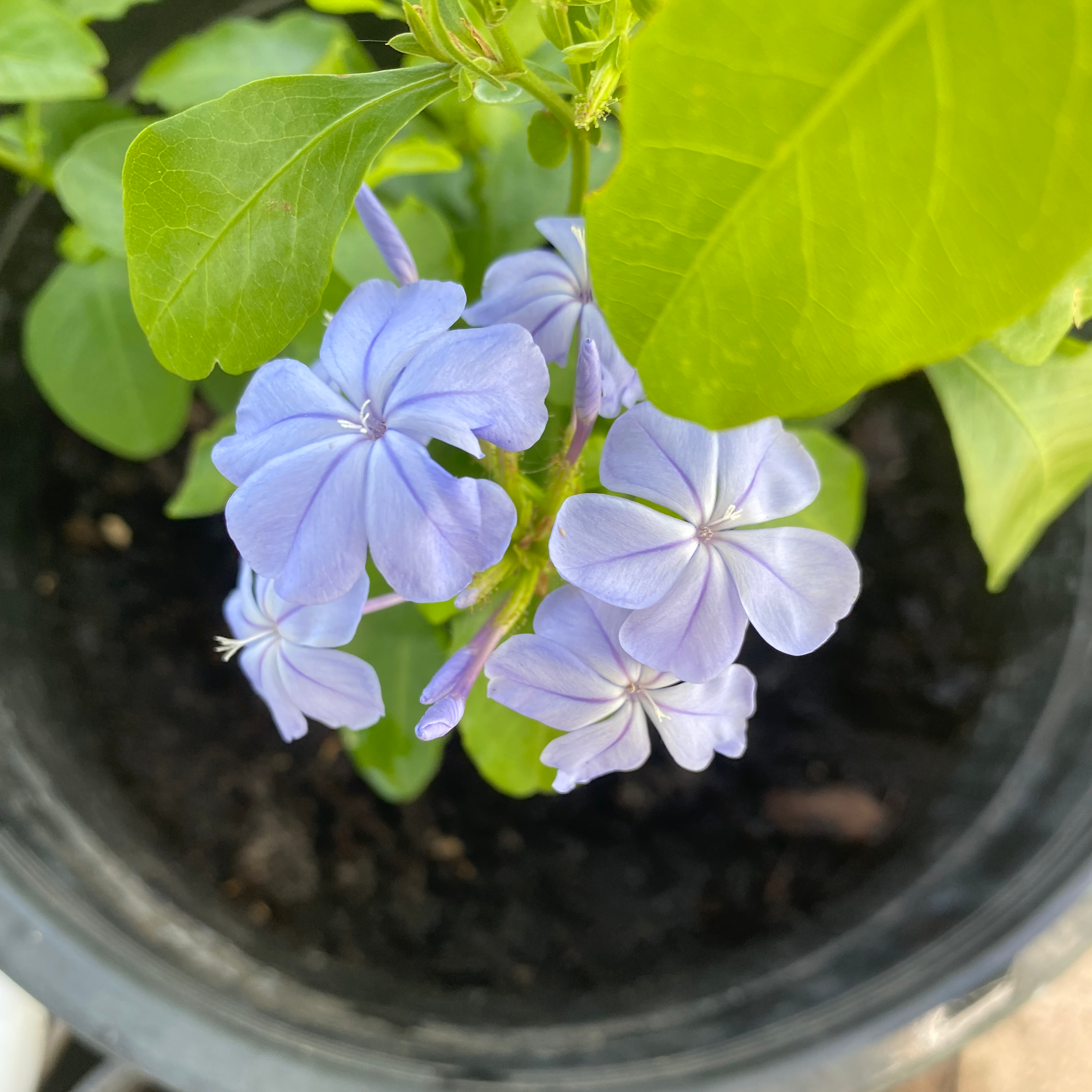 Blue Plumbago
