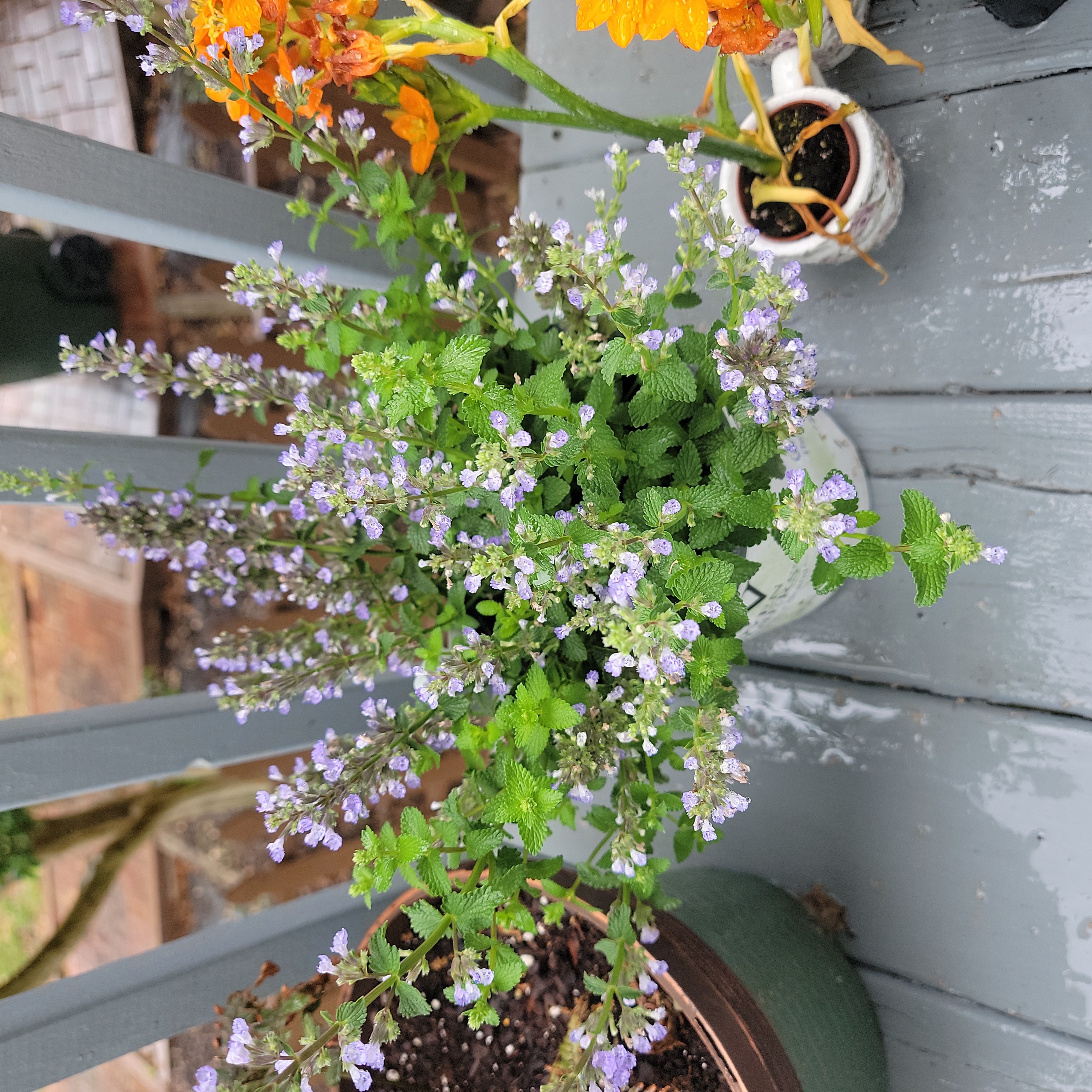 Dwarf catnip