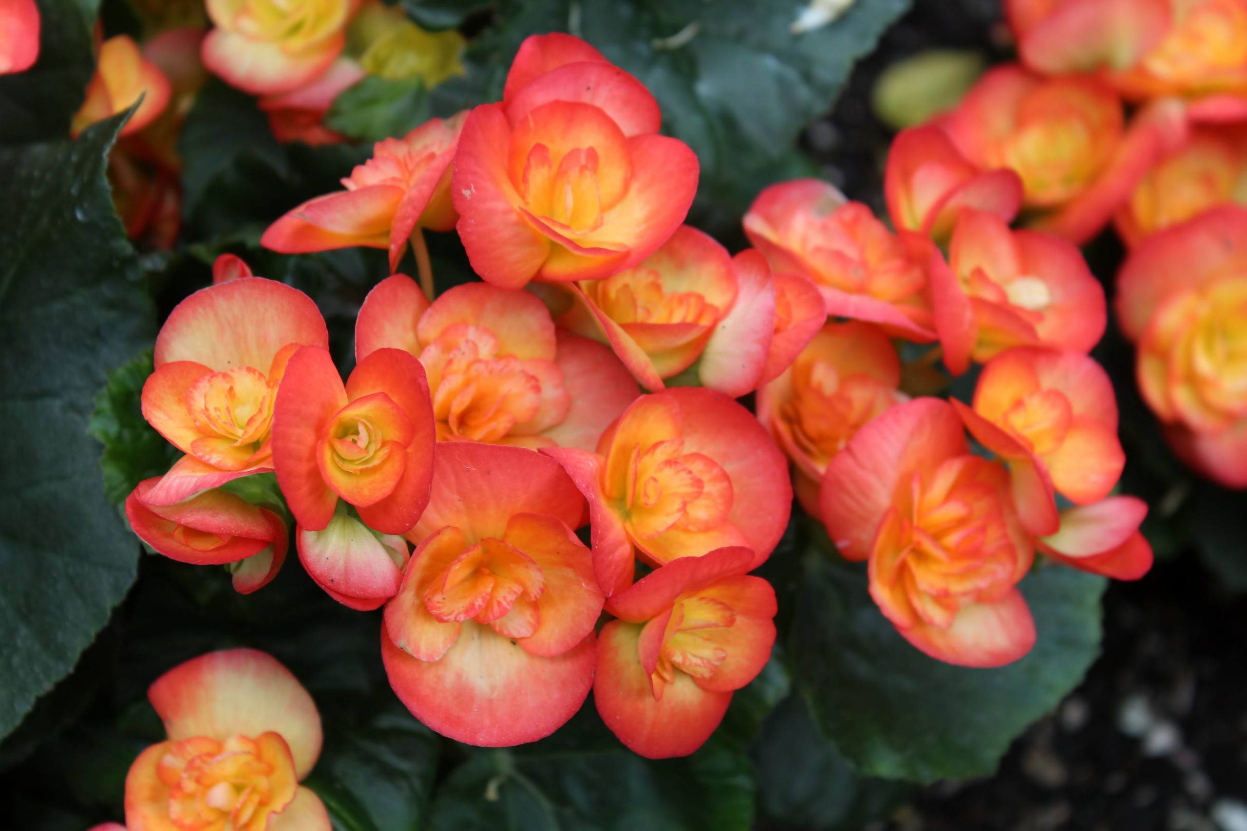 Tuberous Begonia