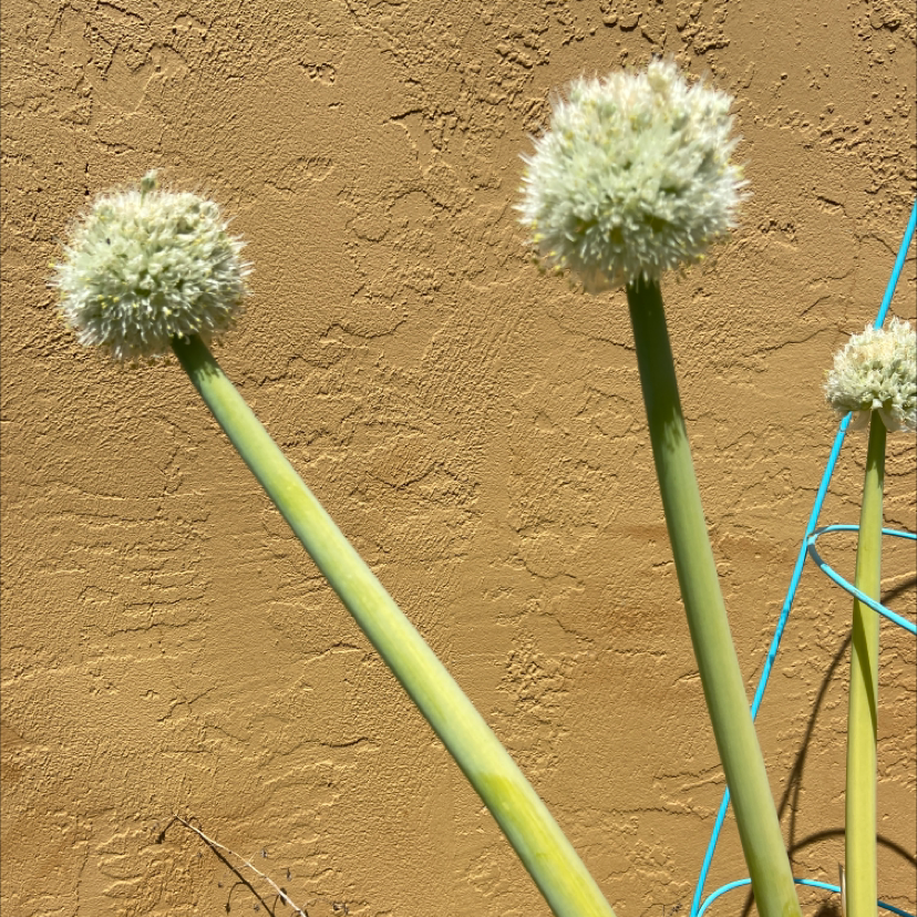 Long Green Onion