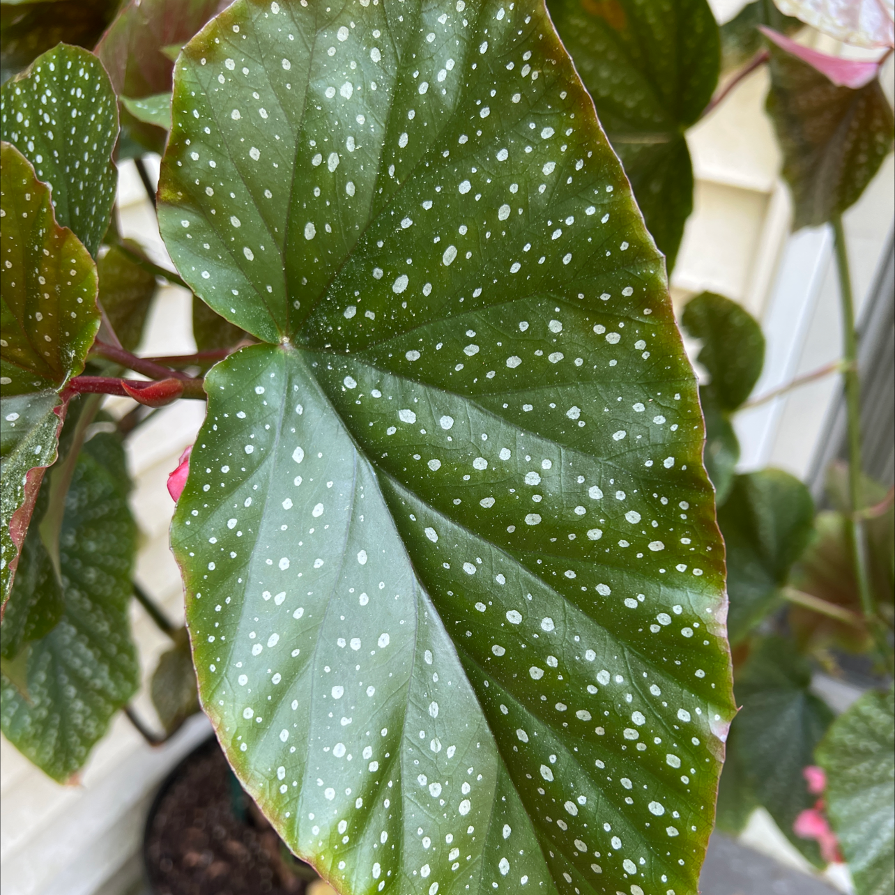 Polka Dot Begonia