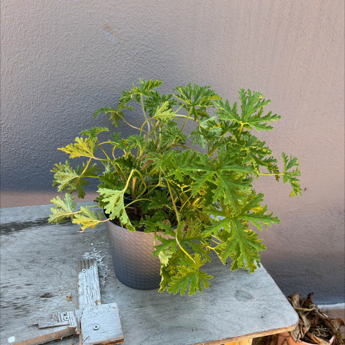 Citronella (anti-mosquito plant)