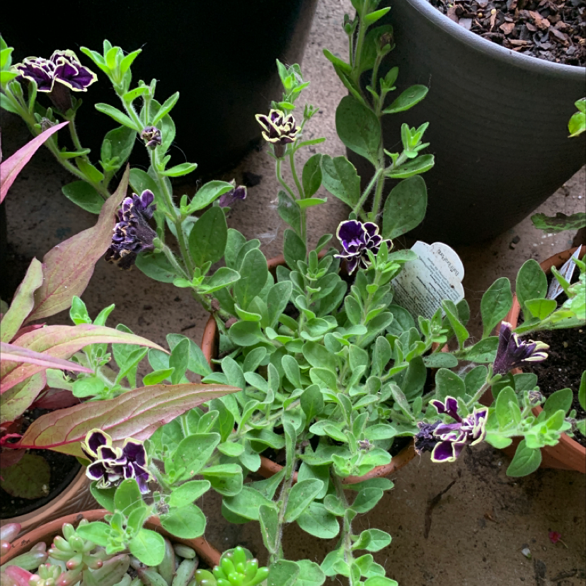 Midnight Gold Petunia