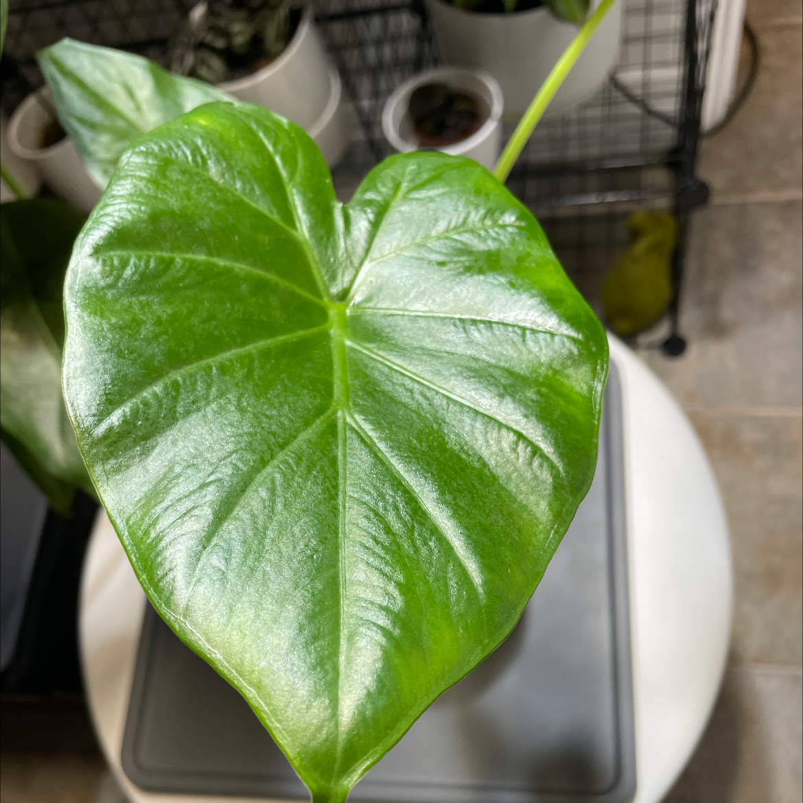 Chinese Taro