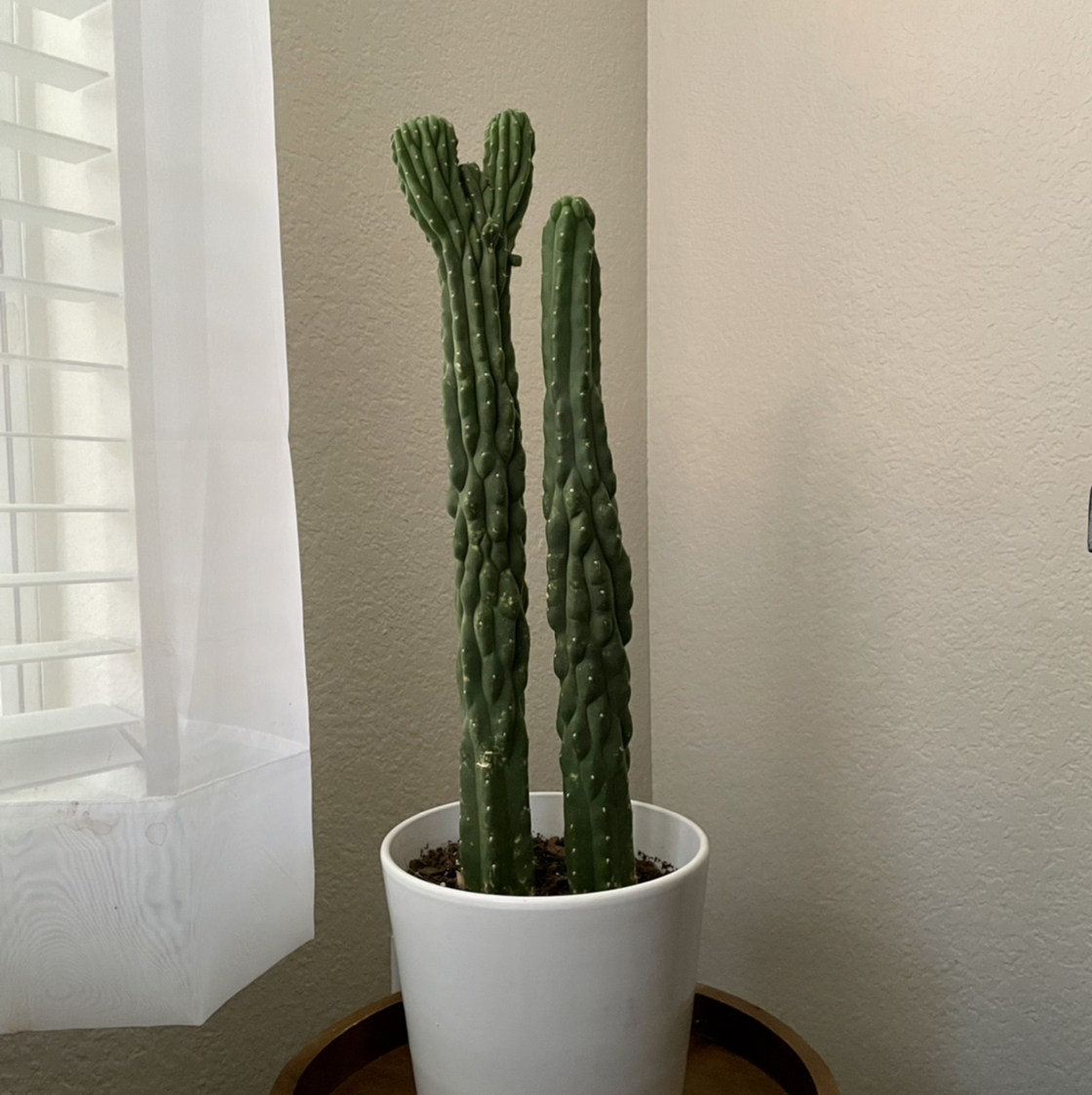 San Pedro Cactus