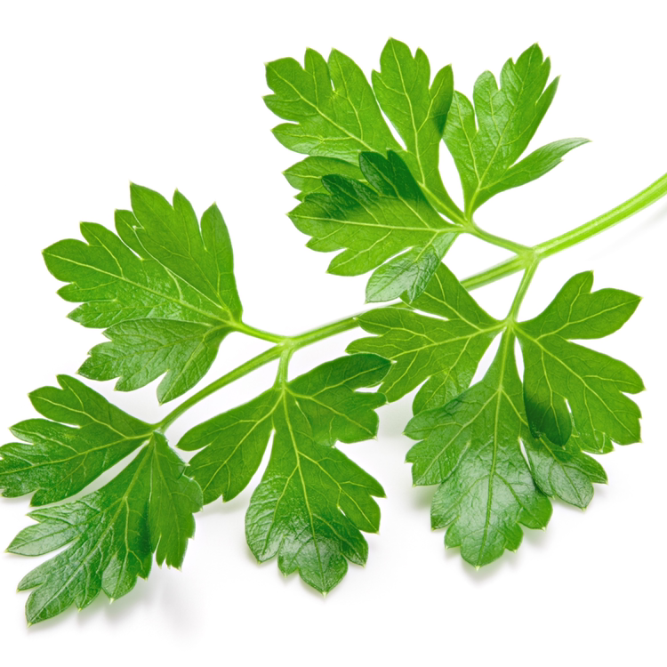 Italian Parsley
