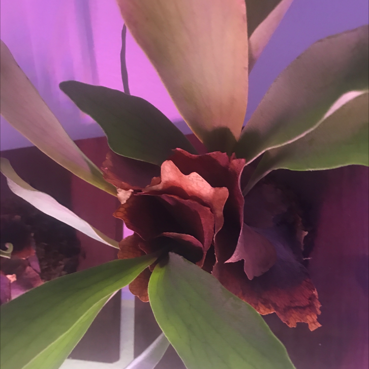 Elkhorn Fern