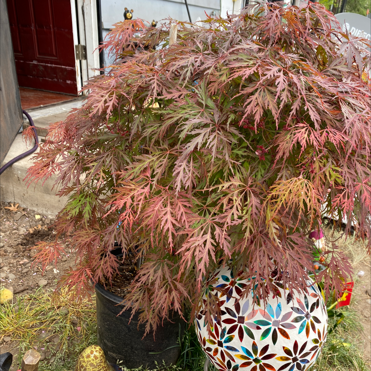 Japanese Maple