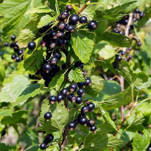 Black Currant