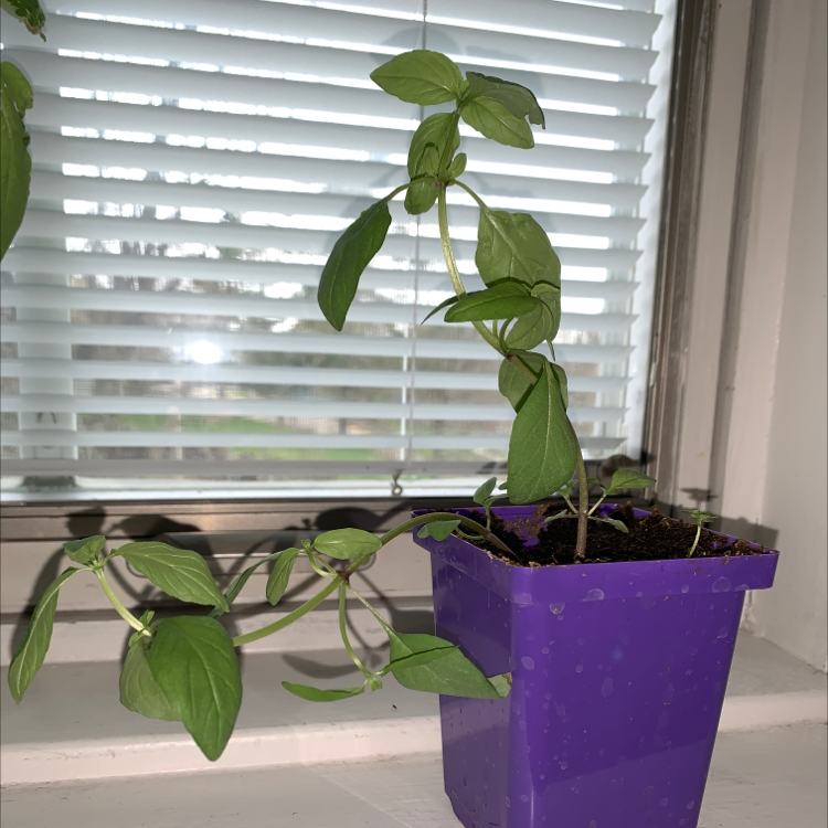 Holy Basil (Tulsi)