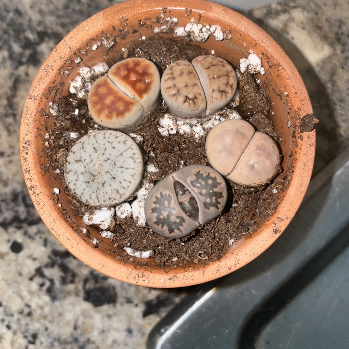 Lithops bromfieldii