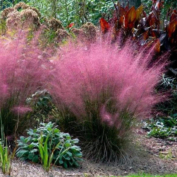 Muhly Grass