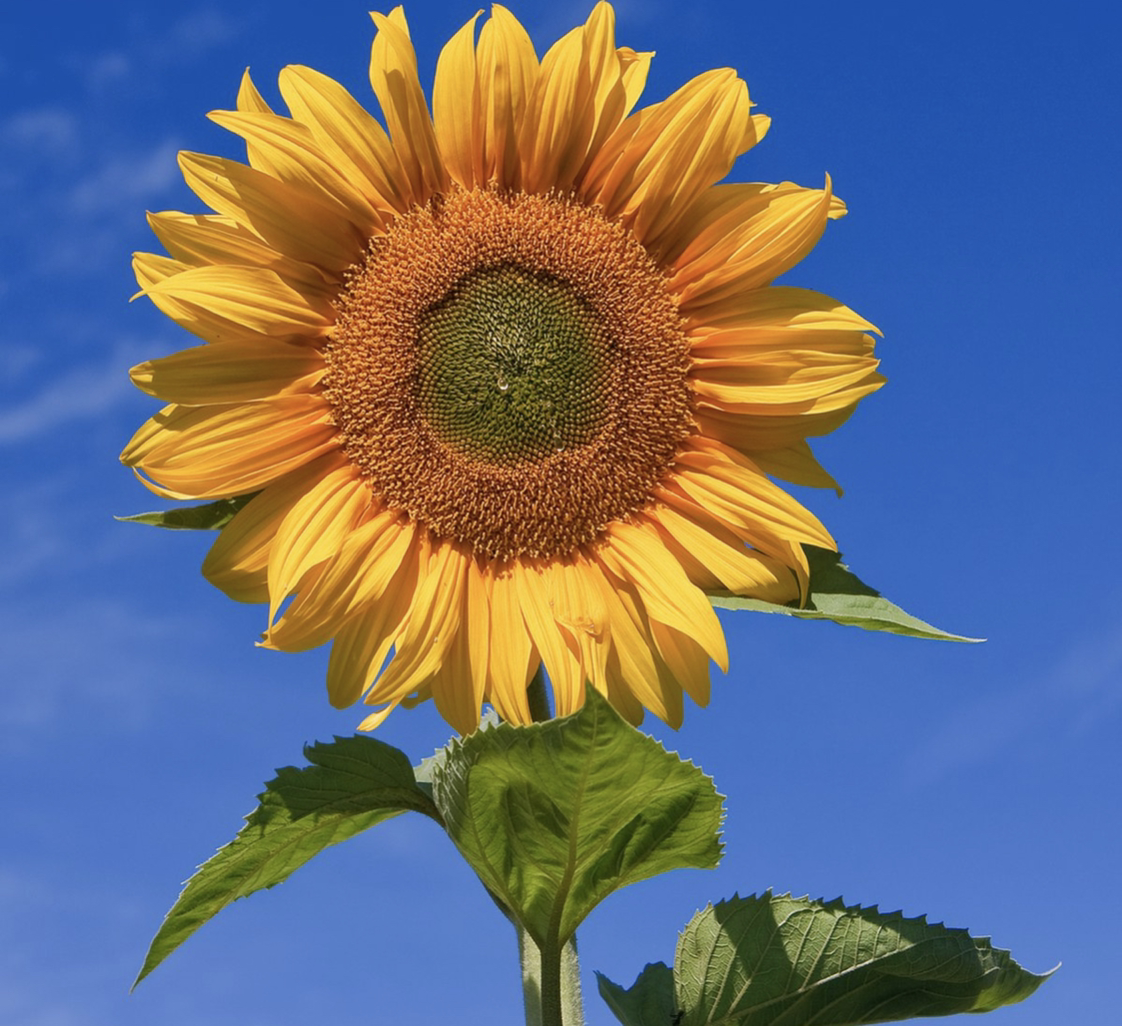 Common Sunflower