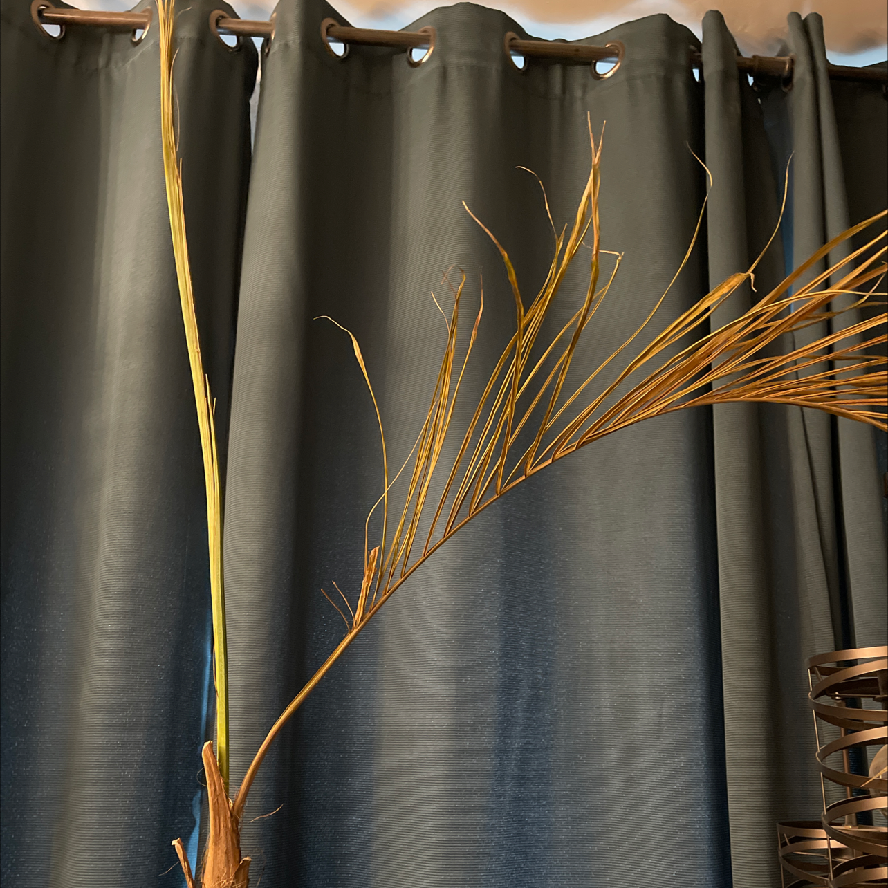 Pygmy Date Palm