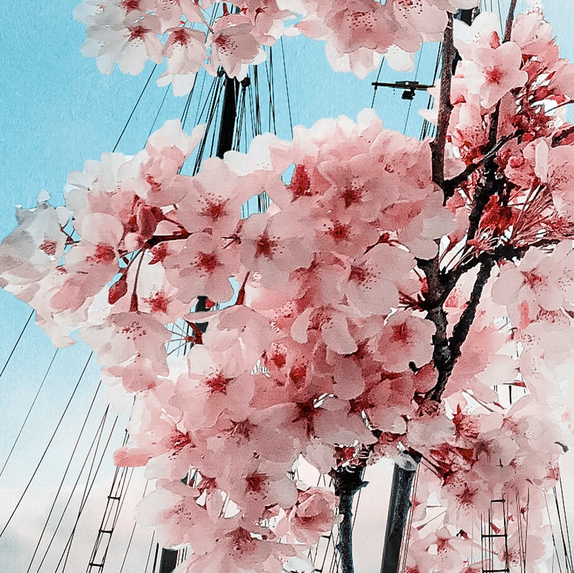 Japanese Flowering Cherry
