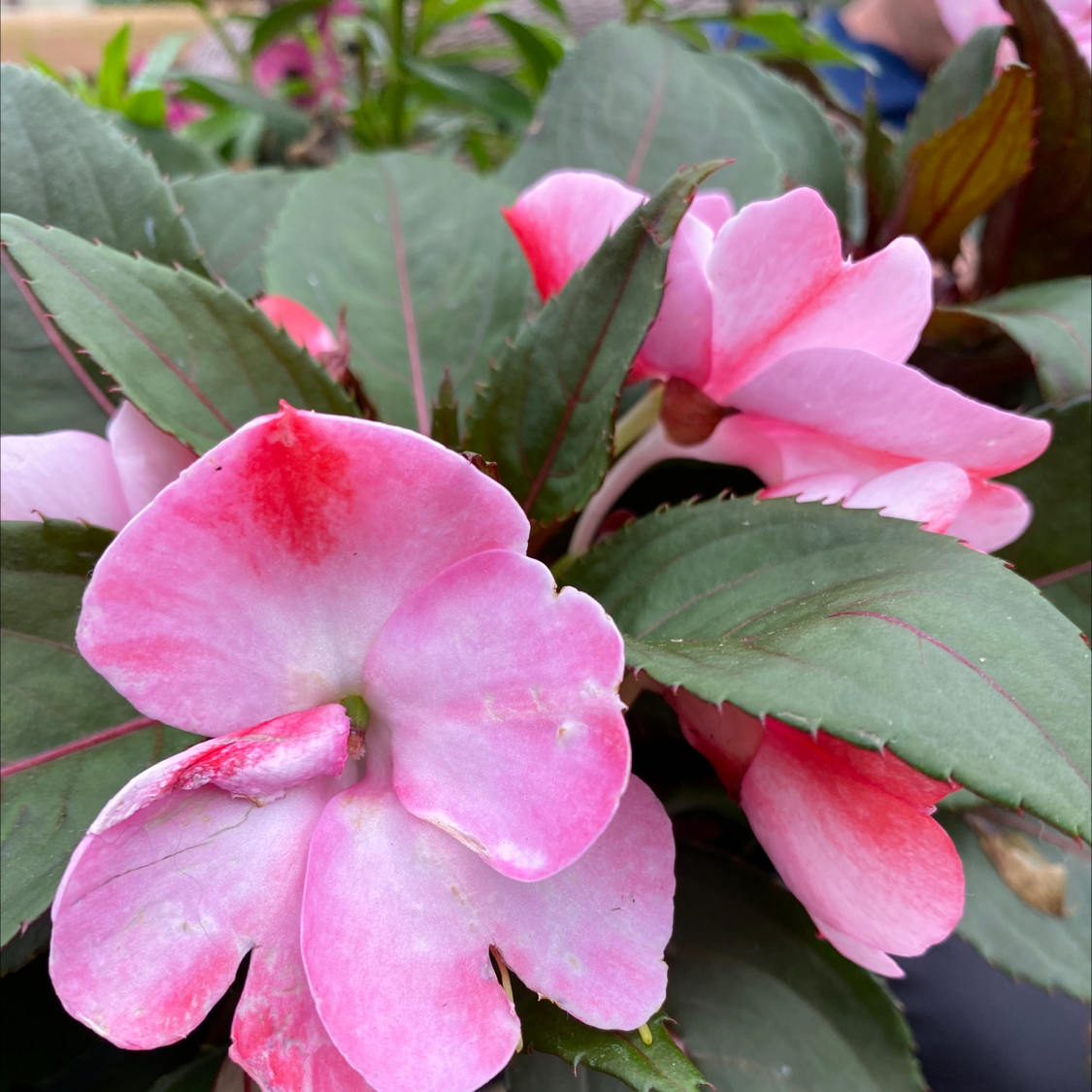 New Guinea Impatiens