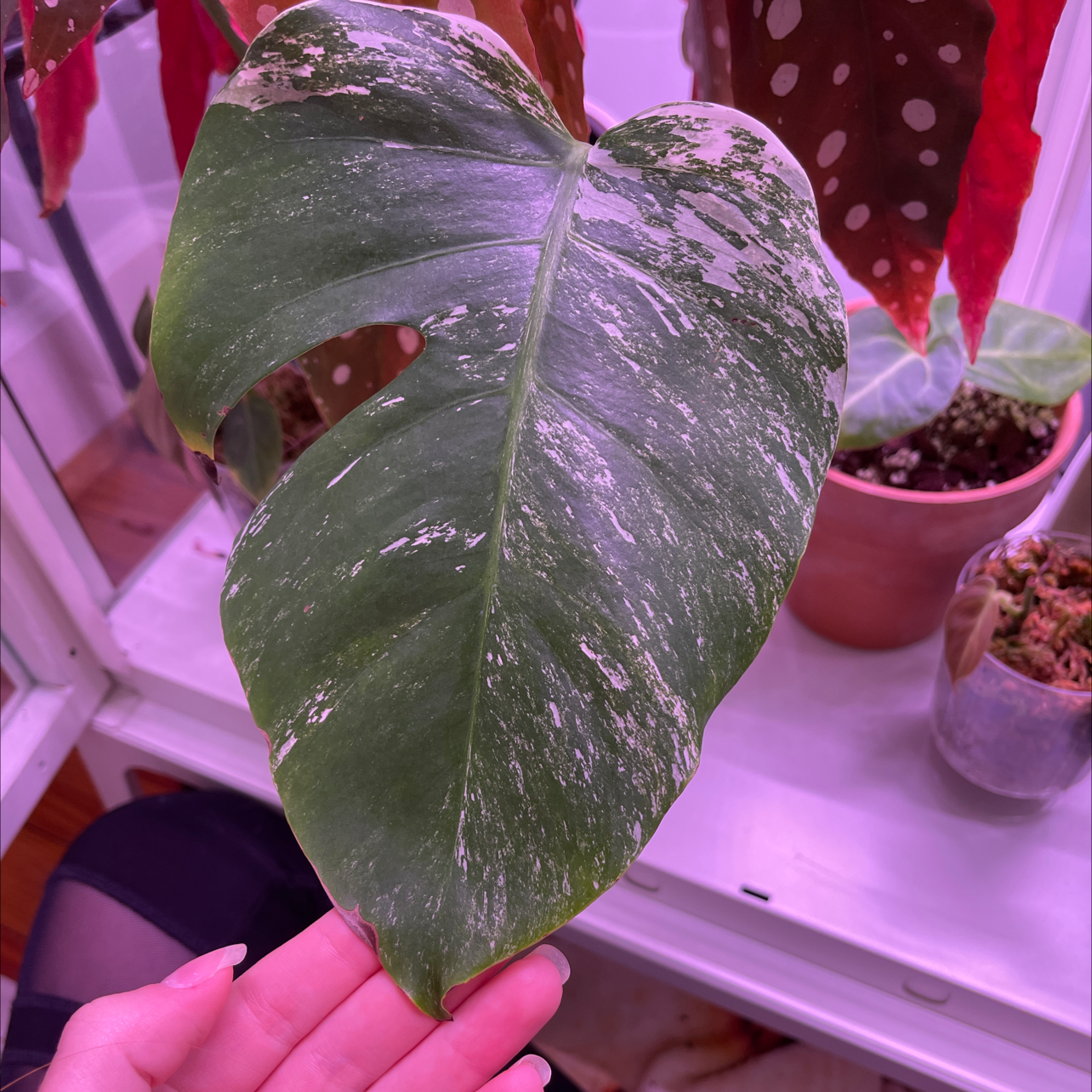 Monstera 'Albo'