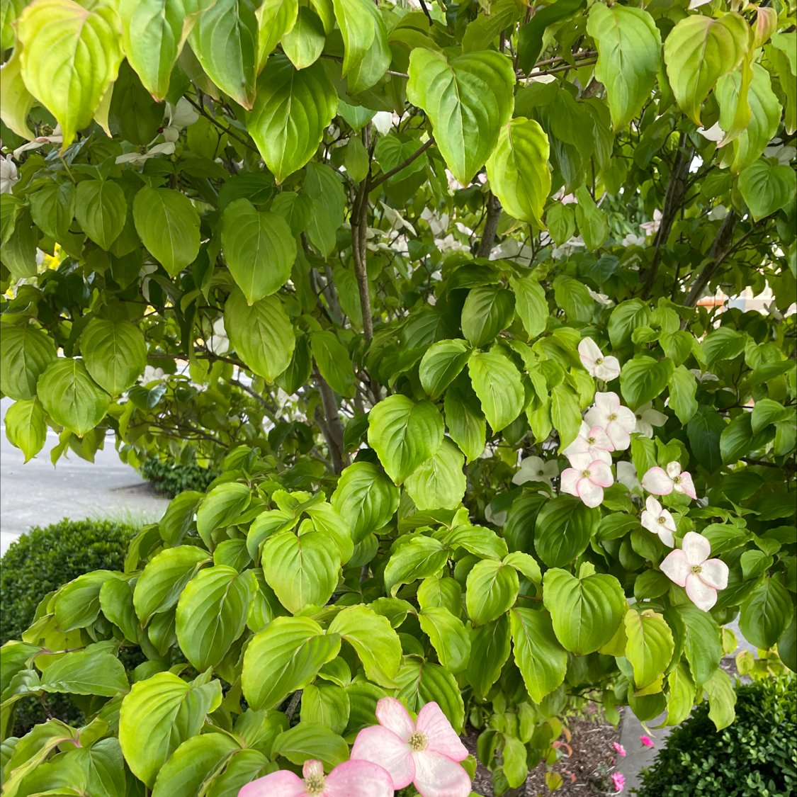 Kousa Dogwood