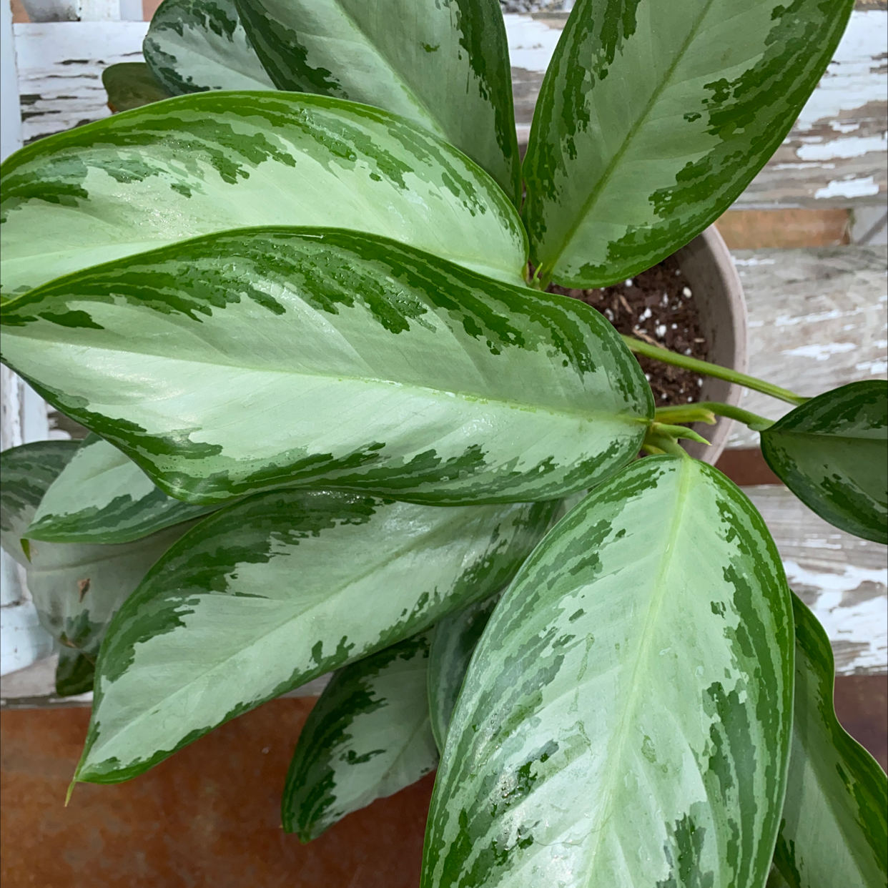 Chinese Evergreen