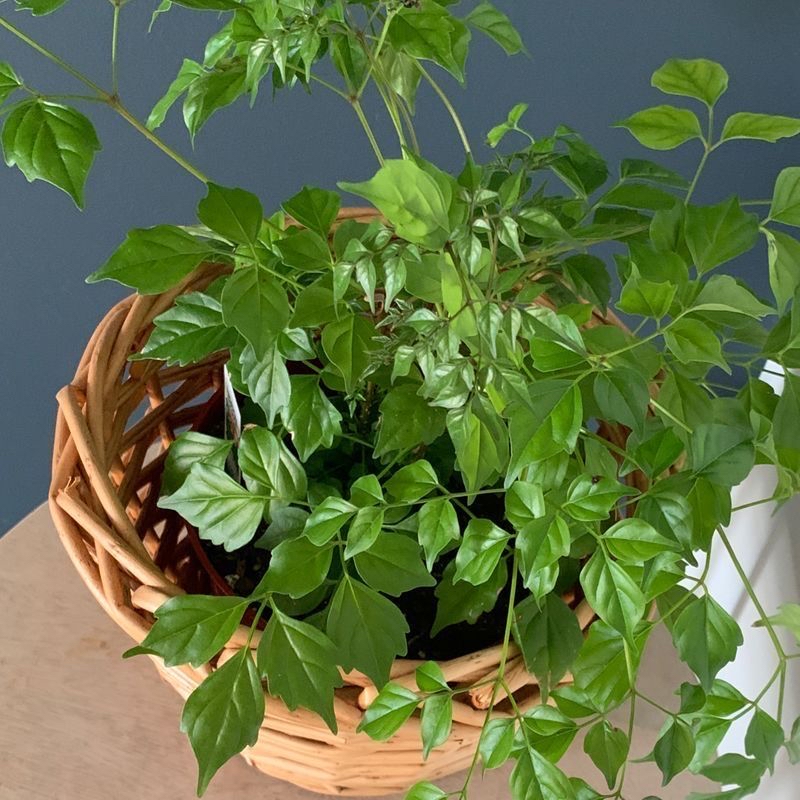 China Doll Plant