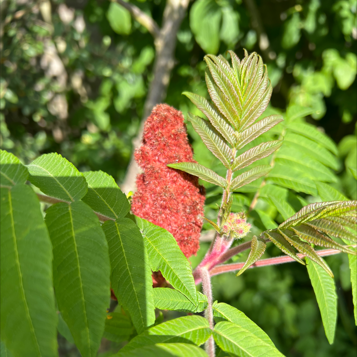 Staghorn Sumac