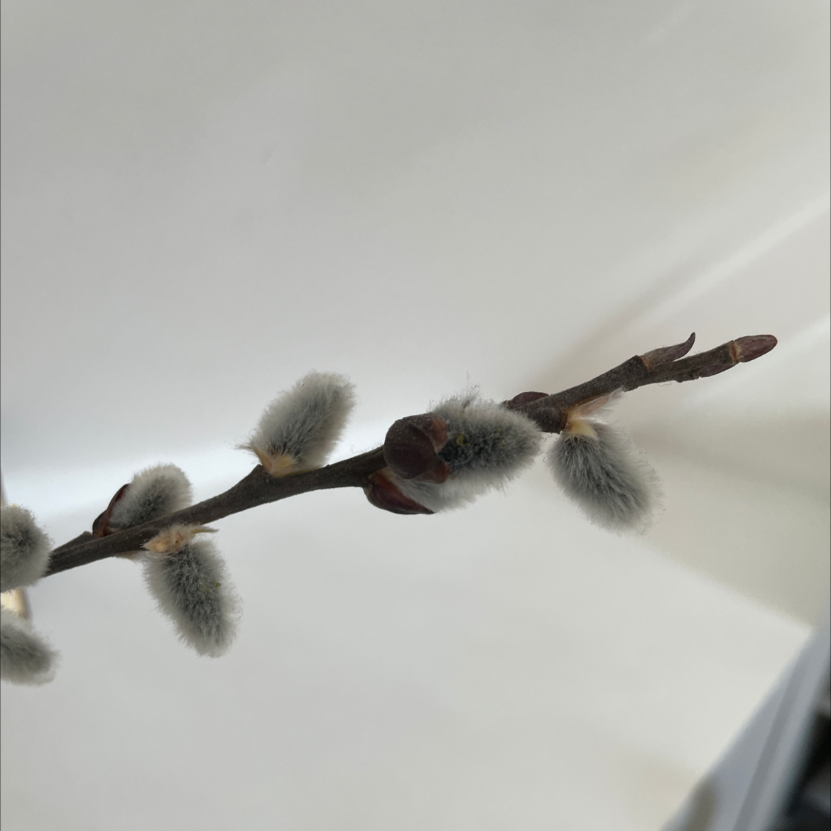 Pussy Willow