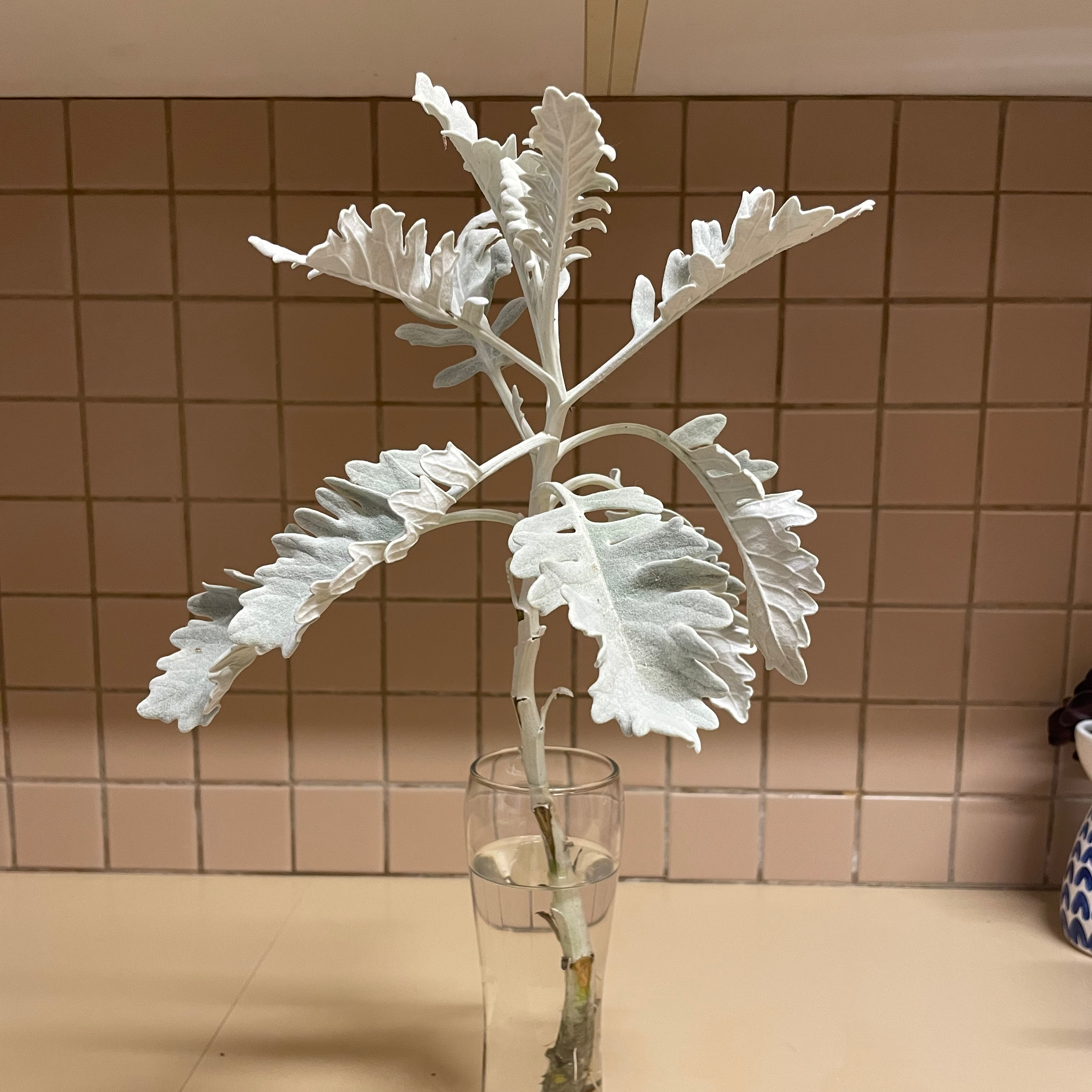 Silver Ragwort