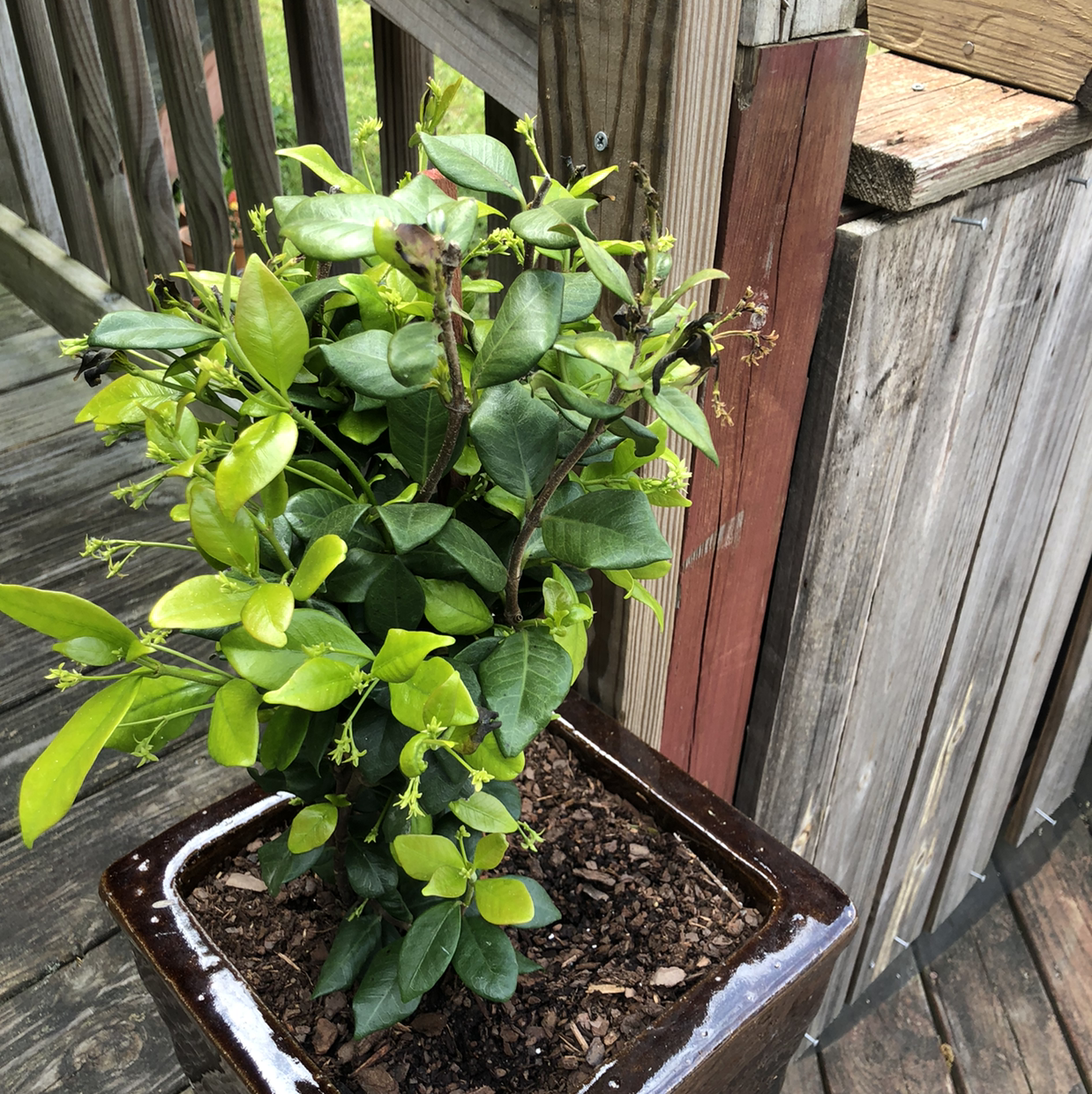 Star Jasmine