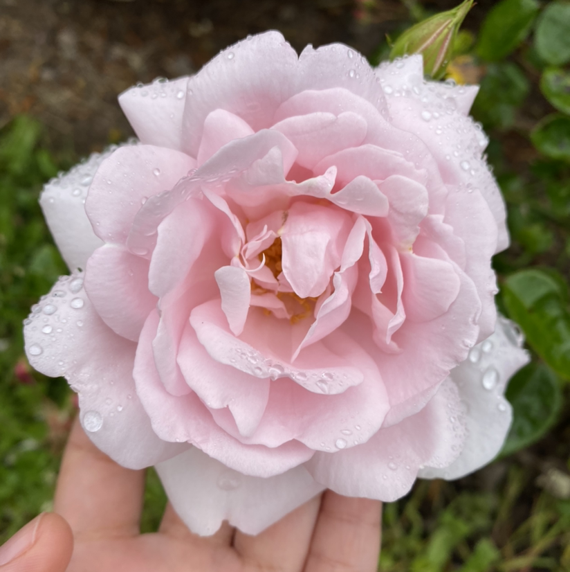 Camellia