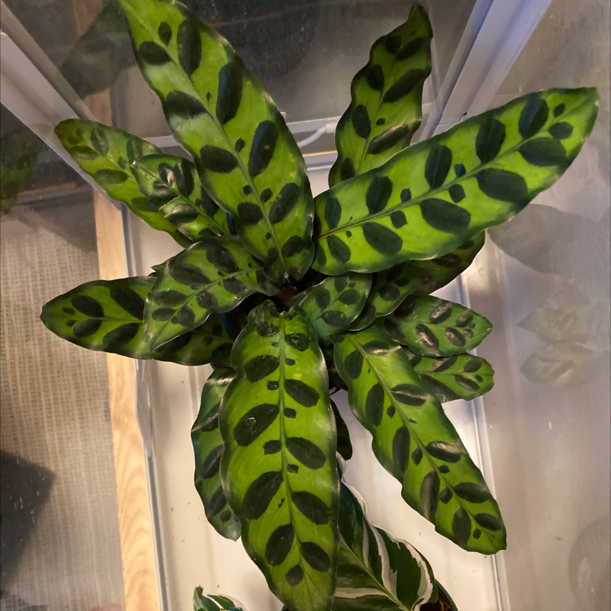 Rattlesnake Plant